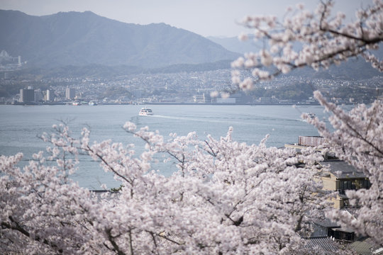 宮島の桜
