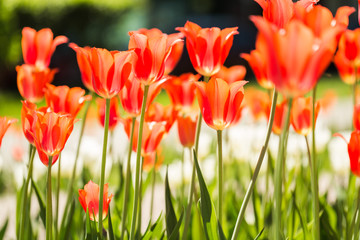 field of orange tulips in Holland
