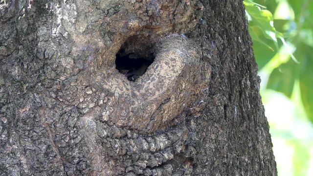 Bird Upupidae  raising a small bird in a tree hole