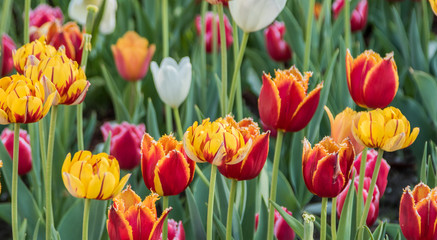 Obraz premium Beautiful spring , multi-colored tulips planted.