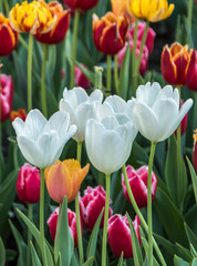 Beautiful spring , multi-colored tulips planted.