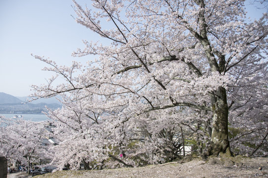 宮島の桜
