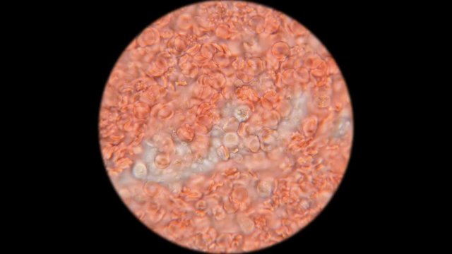 blood of a dog under a microscope