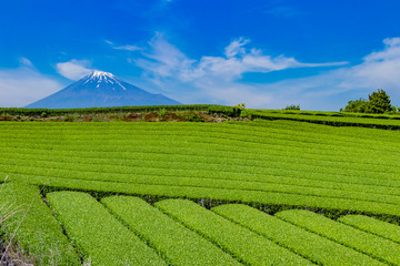 静岡県富士市　富士山と茶畑