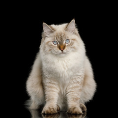 Cute Neva Masquerade Cat with Blue Eyes Sitting on Isolated Black Background