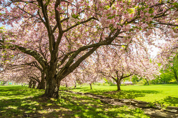 Fototapeta na wymiar Pink cherry trees drape gracefully near a stone canal on a sunny spring day