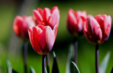 pink tulips with green leaves on a blurred nature background