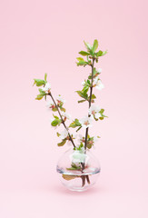 Blossoming tree branch with white flowers in a vase on a pink background..