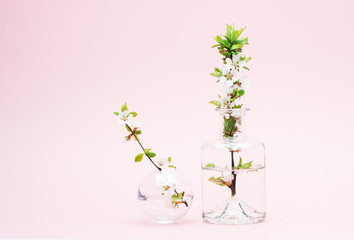 Blossoming tree branch cherry with white flowers in a bottle and a vase on a pink background