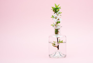 Blossoming tree branch with white flowers in a bottle on a pink background.
