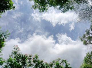 Obraz premium Light blue sky with fluffy clouds and frame from green treetop.