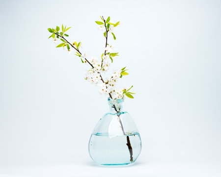 Glass Vase With Blooming White Cherry Flowers On A Blue Background.