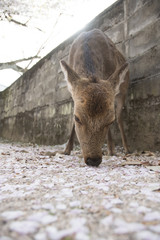 宮島の桜と鹿
