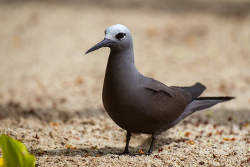 Schlankschnabelnoddi (Anous tenuirostris) auf der Seychellen-Insel Cousin.