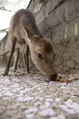 宮島の桜と鹿
