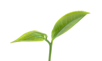 Obraz premium Twig with green leaves isolated on white