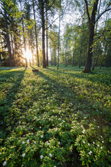 Naklejka premium Lush foliage at the Piikahaka greenspace and meadow in Tampere, Finland, at sunrise in the summertime.