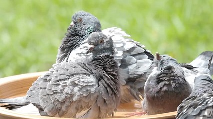 homing pigeon bathing in park