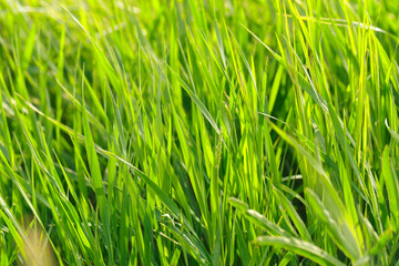 spring grass field