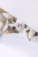 Portrait d'un jeune chat tigré blanc