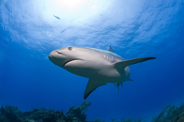 Caribbean Reef Shark bottom up with open mouth in clear blue water and sun in the background