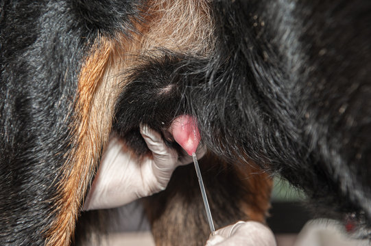 l'ins&eacute;mination artificielle chien&nbsp;,un acte ad&eacute;quat pour contourner l'absence de saillie de vos animaux. 
