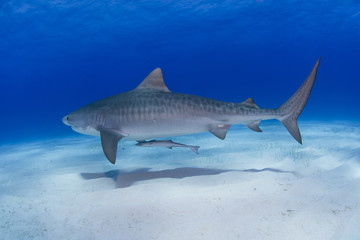 Tiger shark with shadow on the sand close to the ground in blue water