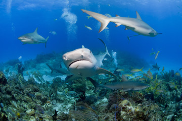 Tiger shark from the front with videographer / photographer and caribbean reef sharks in clear blue water