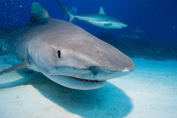 Tiger shark from the front with caribbean reef shark close to the ground