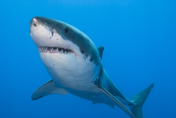 Great white shark bottom view showing sharp rows of teeth