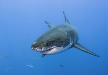 Great white shark showing sharp teeth rows