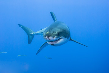 Great white shark showing sharp rows of teeth