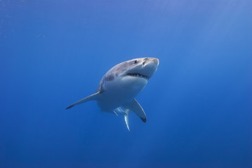 Great white shark bottom view showing sharp rows of teeth in blue water