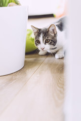 Naklejka premium Jeune chat en train de jouer