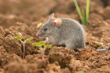 Eastern House Mouse - Mus musculus on the field ground - obrazy, fototapety, plakaty