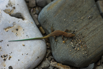 brown spotted lizard with green tail