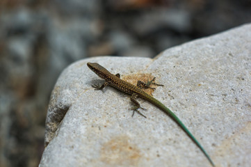 brown spotted lizard with green tail