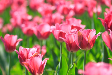 Pink flowers tulips blossom