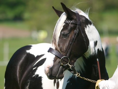 Horse In the Show Ring