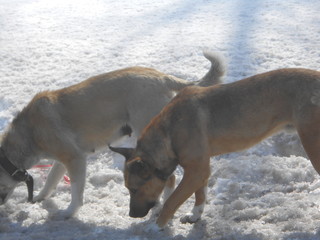 собаки на снегу