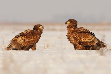White-tailed Eagle - Haliaeetus albicilla  two eagles