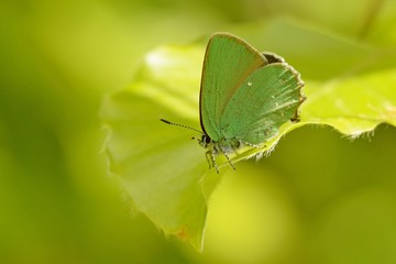 Obraz premium The green hairstreak (Callophrys rubi) perched on the green leaf