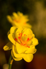 yellow huge bright daffodils