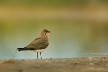 Collared Pratincole (Glareola pratincola) sitting at ground near the water