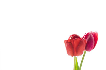 Tulip flowers on white background with space for your text.