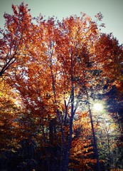 forest with deciduous tree