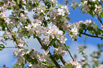 Blüten eines Apfelbaumes
