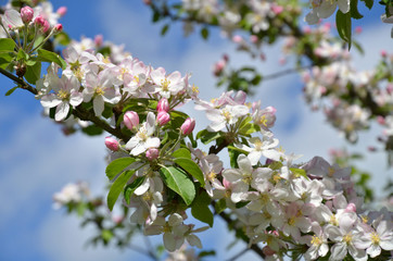 Blüten eines Apfelbaumes