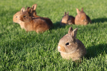 Young brown rabbits on green grass