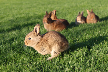 Young brown rabbits on green grass